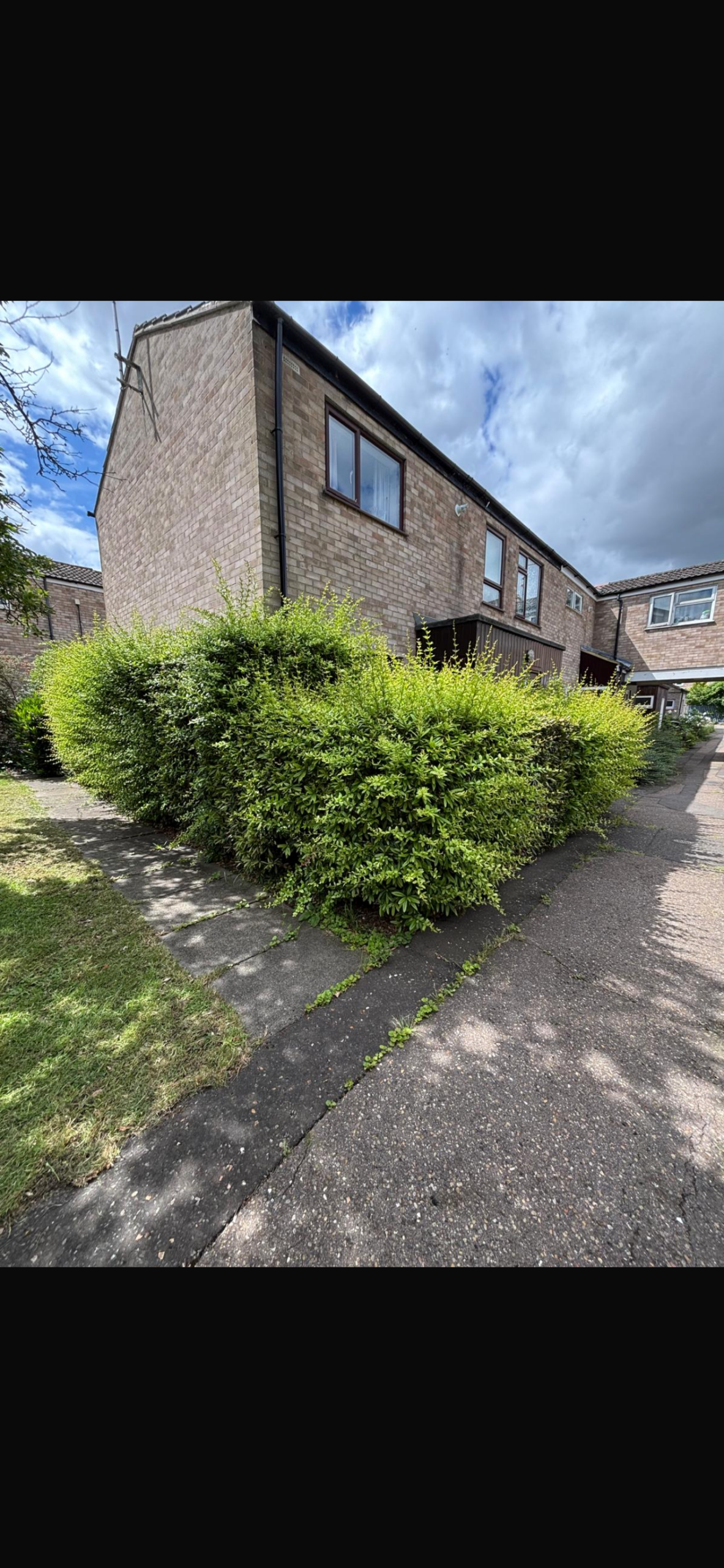 Hedge trimming after service - neatly shaped and professionally maintained garden hedges