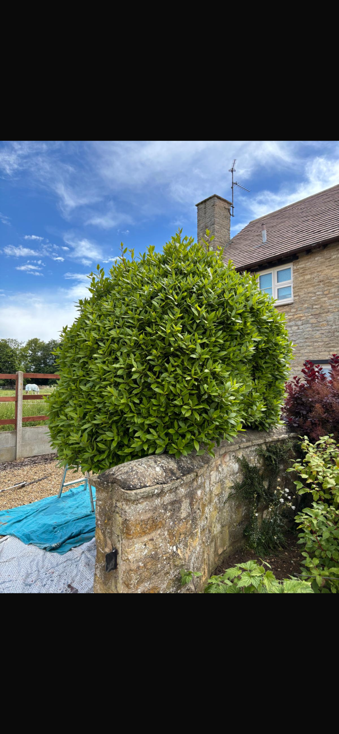 Hedge trimming after garden maintenance - clean, straight hedge lines and improved garden appearance