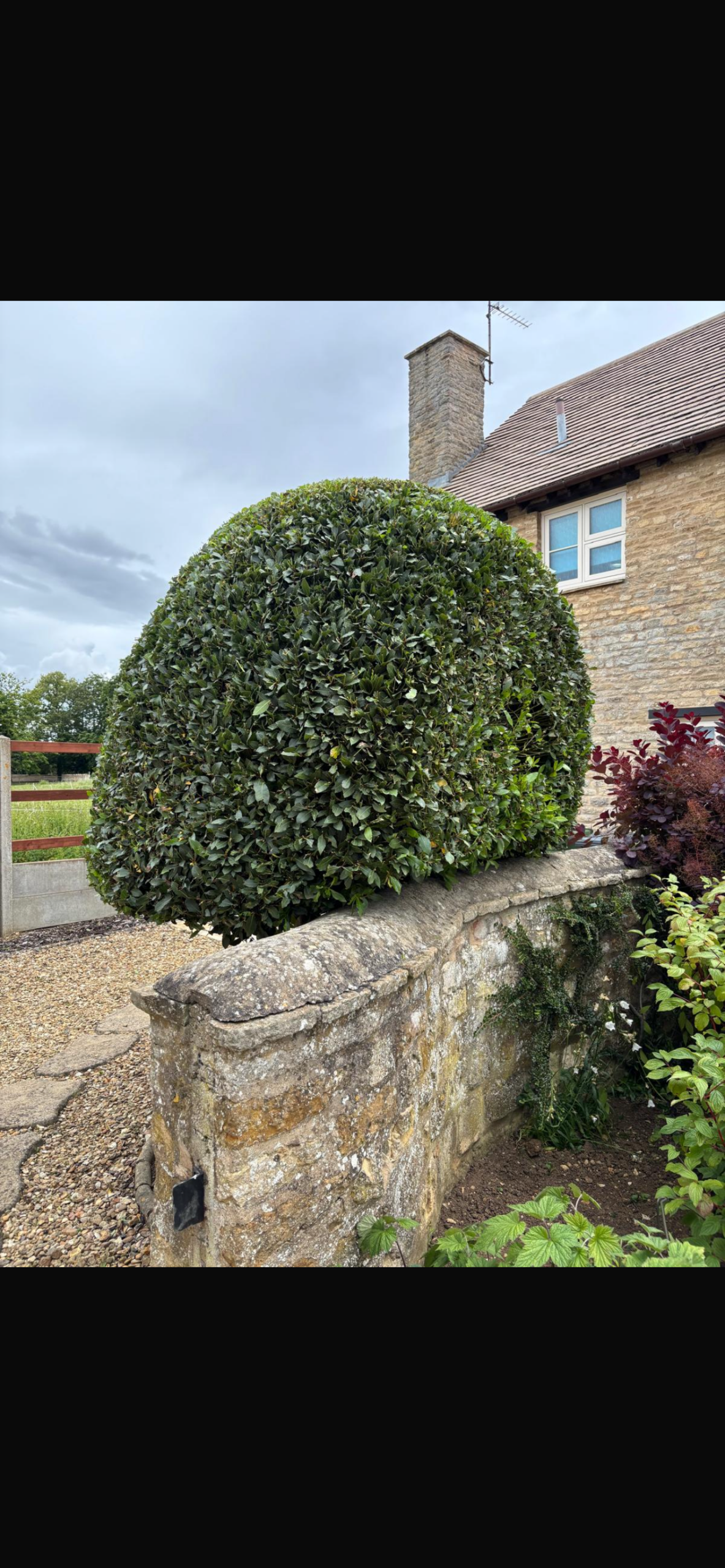 Hedge trimming before garden maintenance - unshaped hedges with uneven growth
