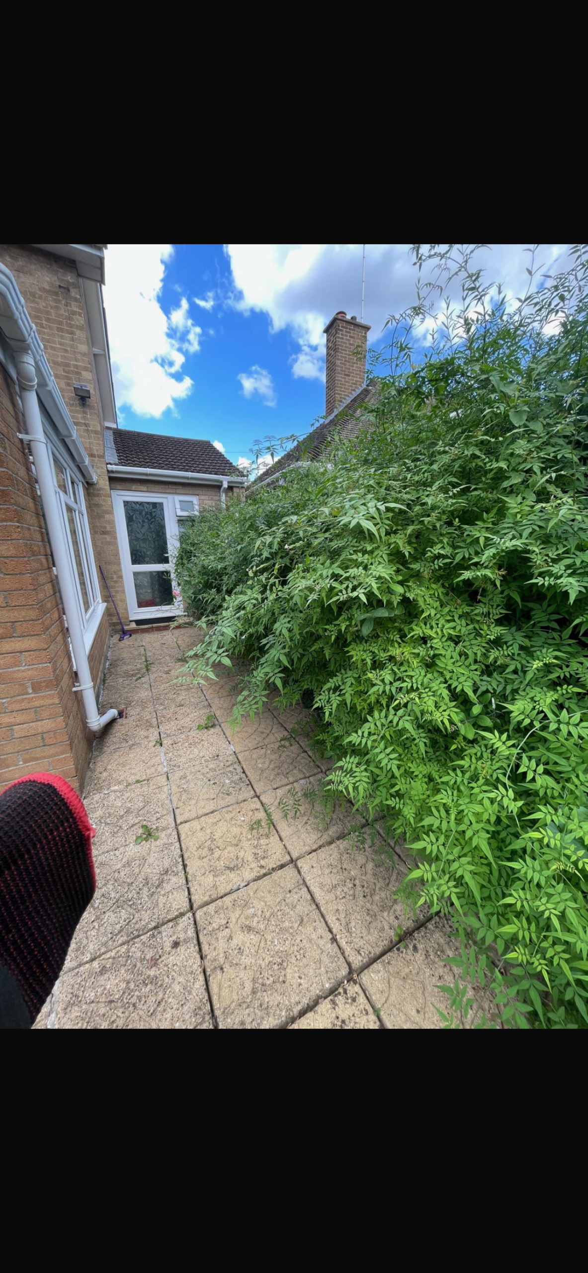Hedge trimming after landscaping work - professionally shaped hedge with clean, defined edges